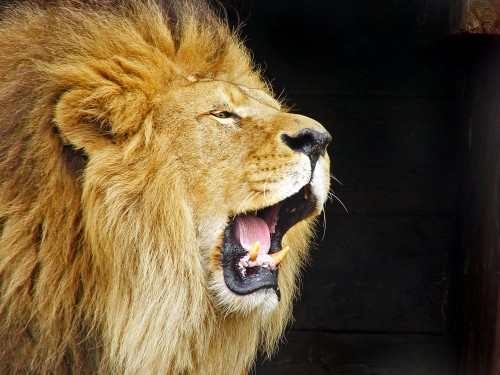 leon